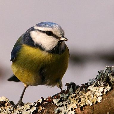 Photo d'tourneau sansonnet par l'association Les Oiseaux de Pouyo