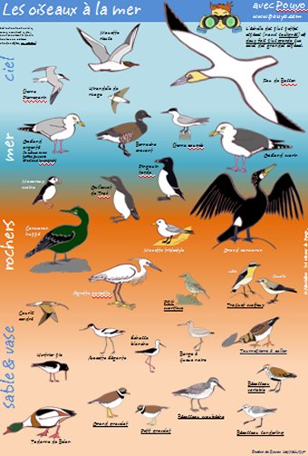 le poster d'identification des oiseaux à la mer