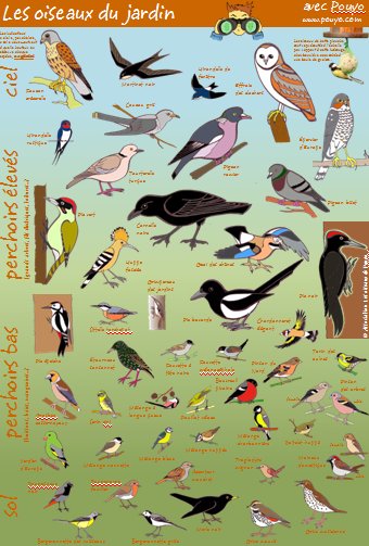 le poster d'identification des oiseaux du jardin