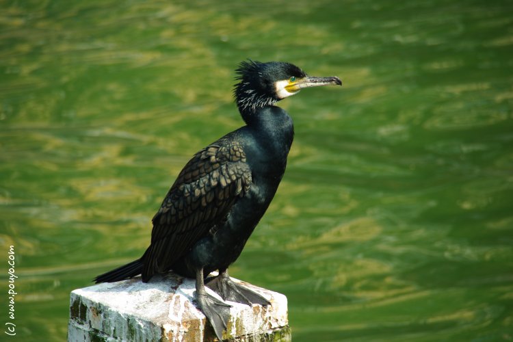 photo de grand cormoran