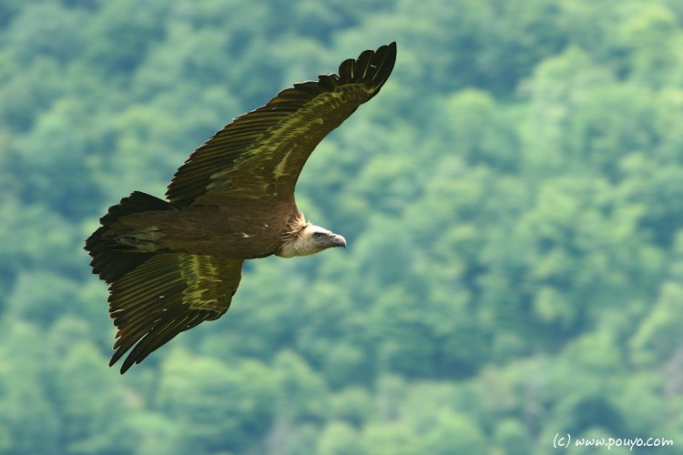 photo de vautour fauve