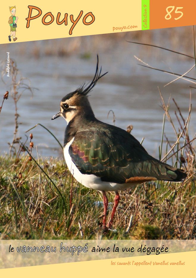 les fiches bimestrielles ornithologiques